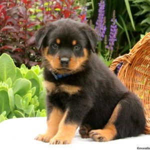 Sailor Dean, Rottweiler Puppy
