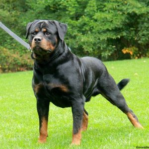 Sailor Dean, Rottweiler Puppy