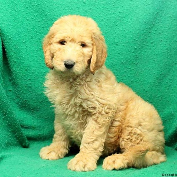 Sailor, Goldendoodle Puppy