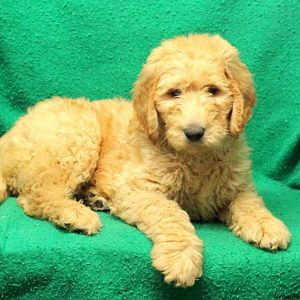 Sailor, Goldendoodle Puppy