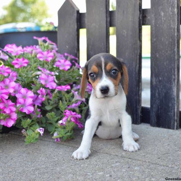 Sally, Beagle Puppy