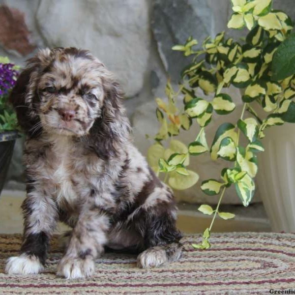 Sally, Cocker Spaniel Puppy