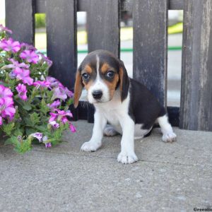 Sally, Beagle Puppy