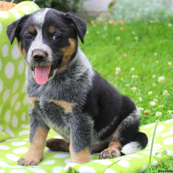 Sam, Blue Heeler – Australian Cattle Dog Puppy