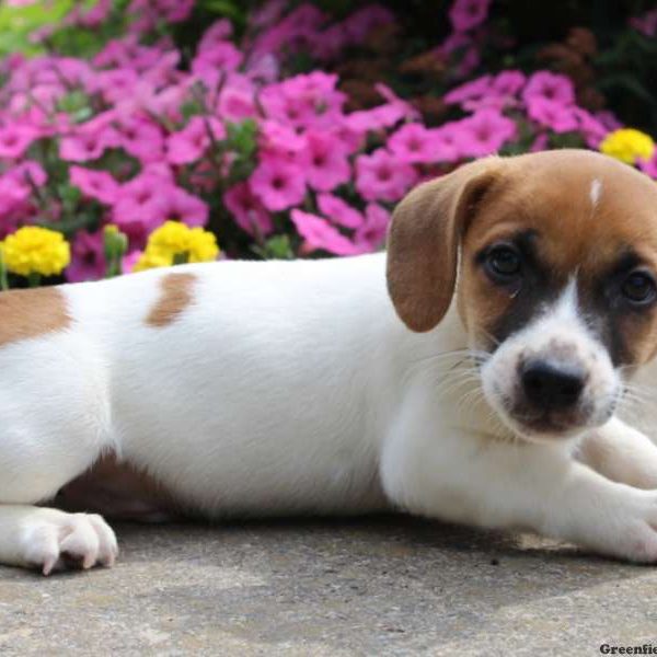 Sam, Jack Russell Terrier Puppy