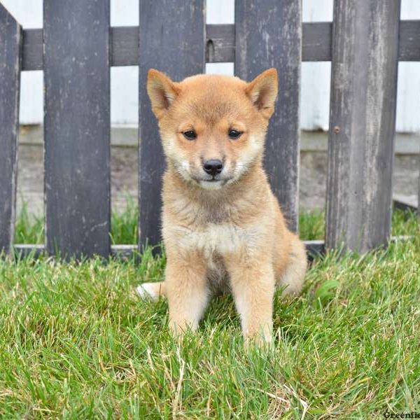 Sam, Shiba Inu Puppy