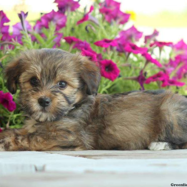 Sam, Yorkie Mix Puppy