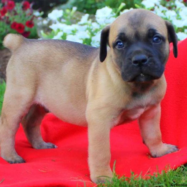 Sam, African Boerboel Puppy