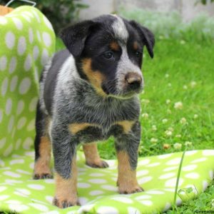 Sam, Blue Heeler – Australian Cattle Dog Puppy