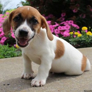 Sam, Jack Russell Terrier Puppy