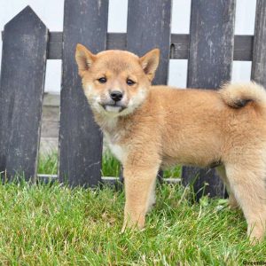 Sam, Shiba Inu Puppy