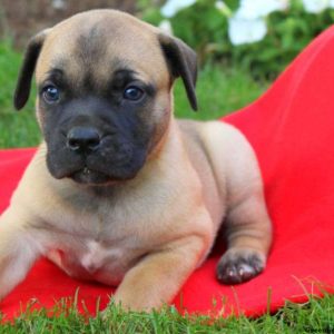 Sam, African Boerboel Puppy