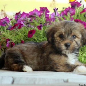 Sam, Yorkie Mix Puppy