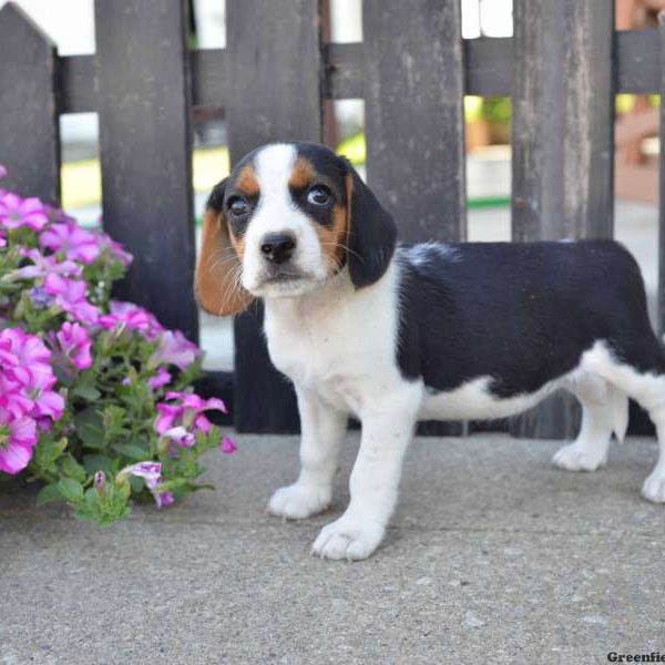 Sammie, Beagle Puppy