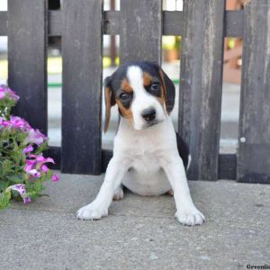 Sammie, Beagle Puppy