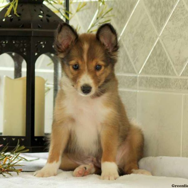 Sammy, Shetland Sheepdog Puppy