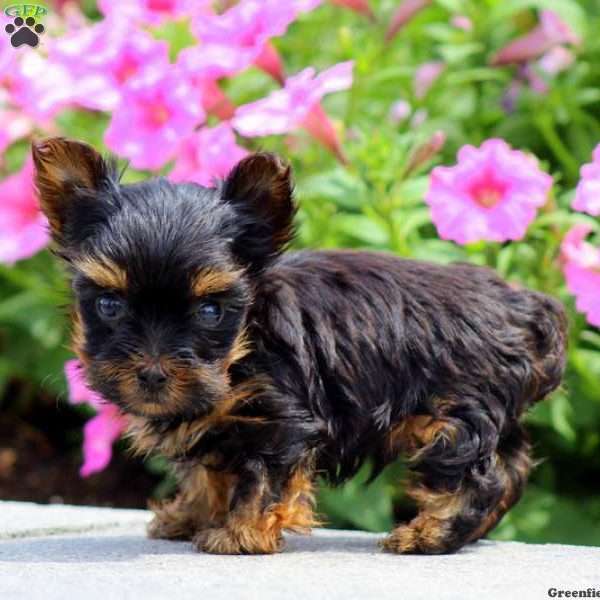 Sammy, Yorkshire Terrier Puppy