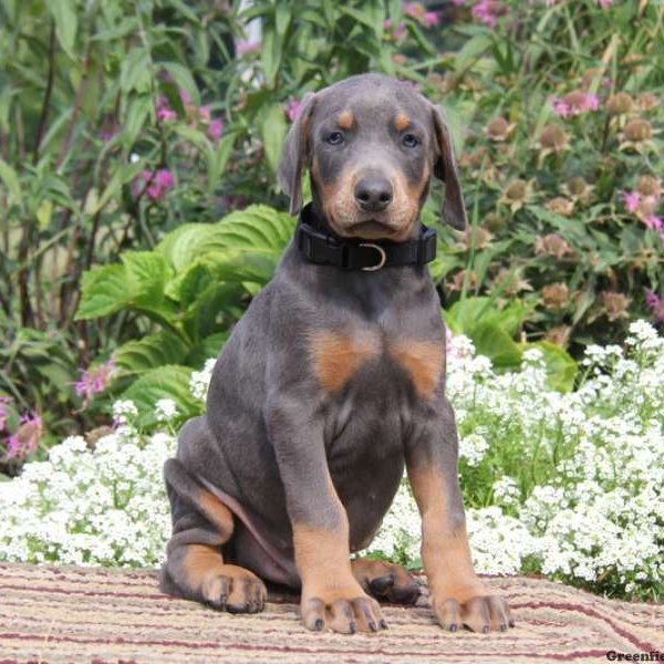 Sammy, Doberman Pinscher Puppy