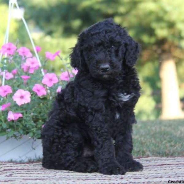 Sammy, Standard Poodle Mix Puppy