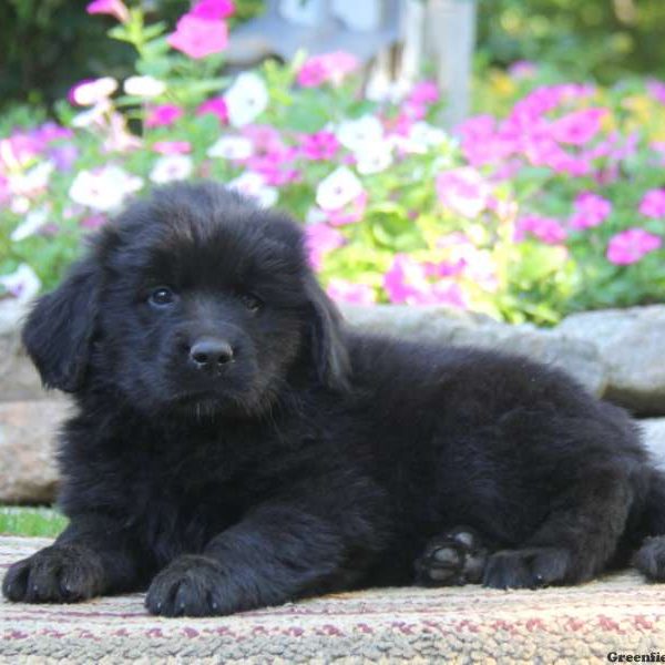 Sammy, Newfoundland Puppy