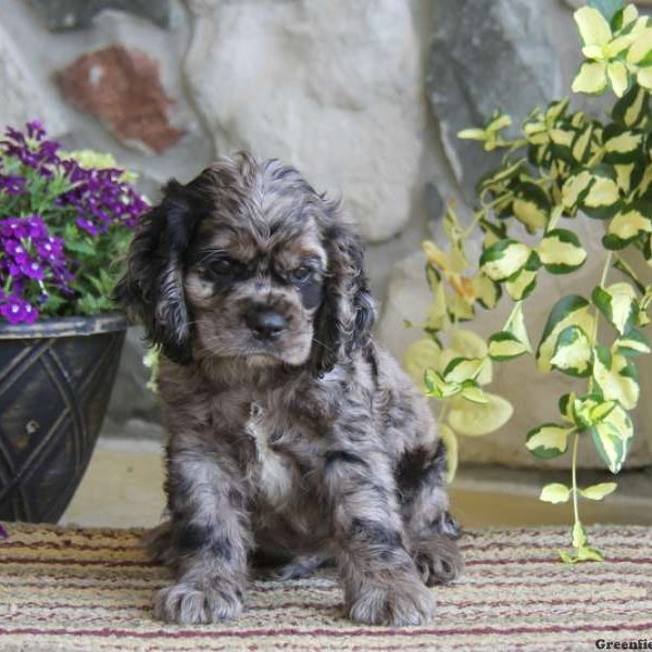 Sammy, Cocker Spaniel Puppy