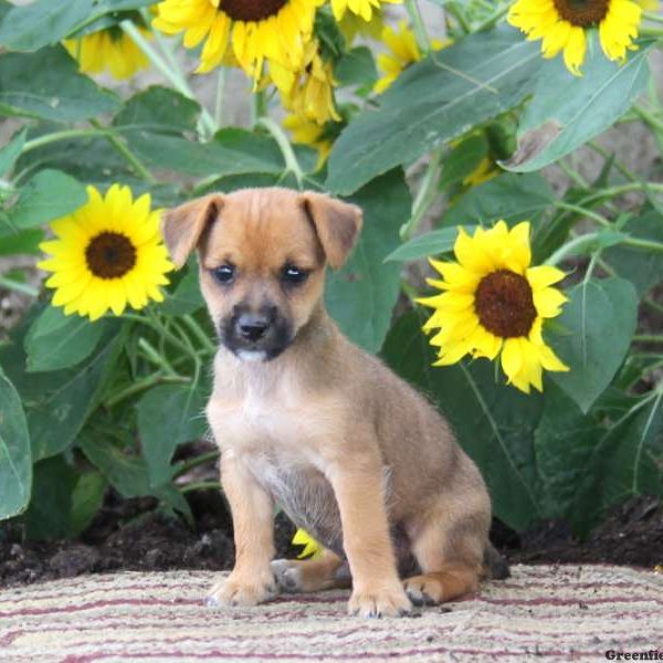 Sammy, Jack Russell Mix Puppy