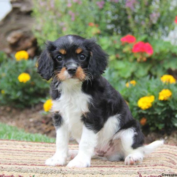 Sammy, Cavalier King Charles Spaniel Puppy