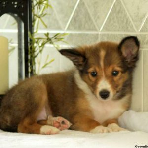 Sammy, Shetland Sheepdog Puppy