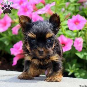 Sammy, Yorkshire Terrier Puppy