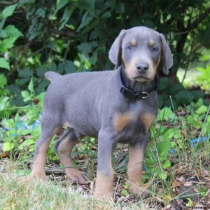 Sammy, Doberman Pinscher Puppy