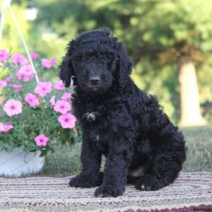 Sammy, Standard Poodle Mix Puppy