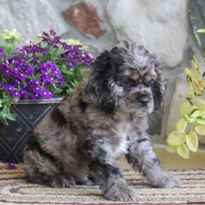 Sammy, Cocker Spaniel Puppy