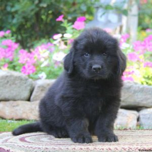 Sammy, Newfoundland Puppy