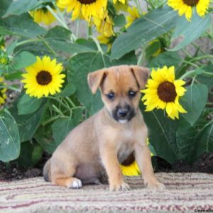 Sammy, Jack Russell Mix Puppy