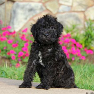 Sammy, Whoodle – Miniature Puppy