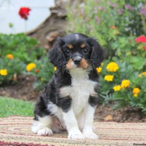 Sammy, Cavalier King Charles Spaniel Puppy