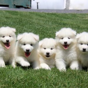 Samoyed