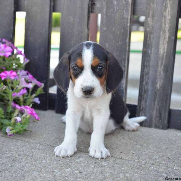 Sampson, Beagle Puppy