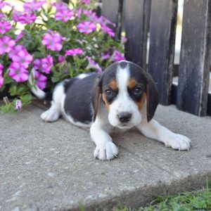 Sampson, Beagle Puppy