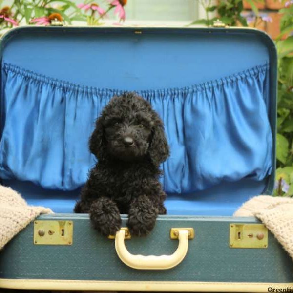 Samson, Standard Poodle Puppy