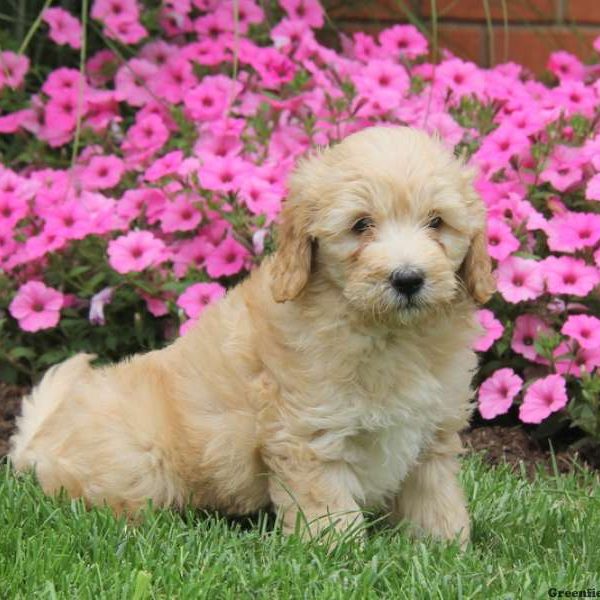 Samson, Goldendoodle-Miniature Puppy