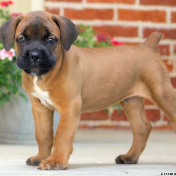 Samson, Cane Corso Puppy