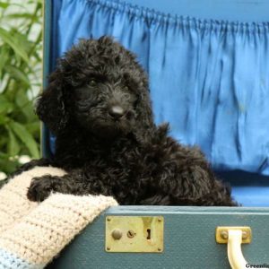 Samson, Standard Poodle Puppy