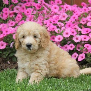 Samson, Goldendoodle-Miniature Puppy