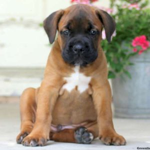 Samson, Cane Corso Puppy