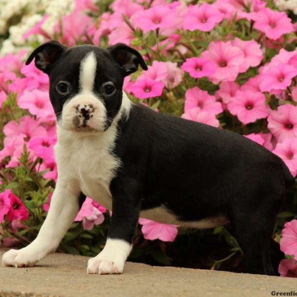 Sandra, Boston Terrier Puppy