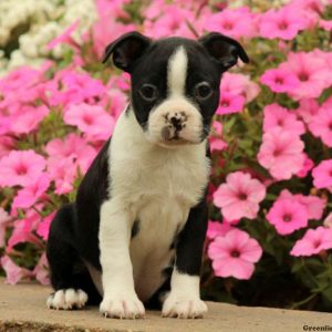 Sandra, Boston Terrier Puppy