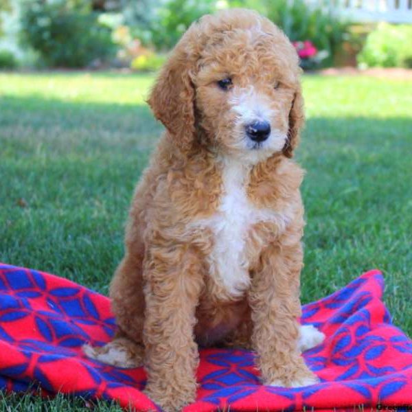 Sandy Day, Goldendoodle Puppy