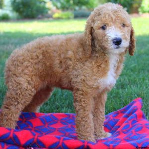 Sandy Day, Goldendoodle Puppy