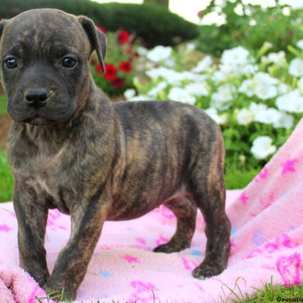 Sandy, African Boerboel Puppy